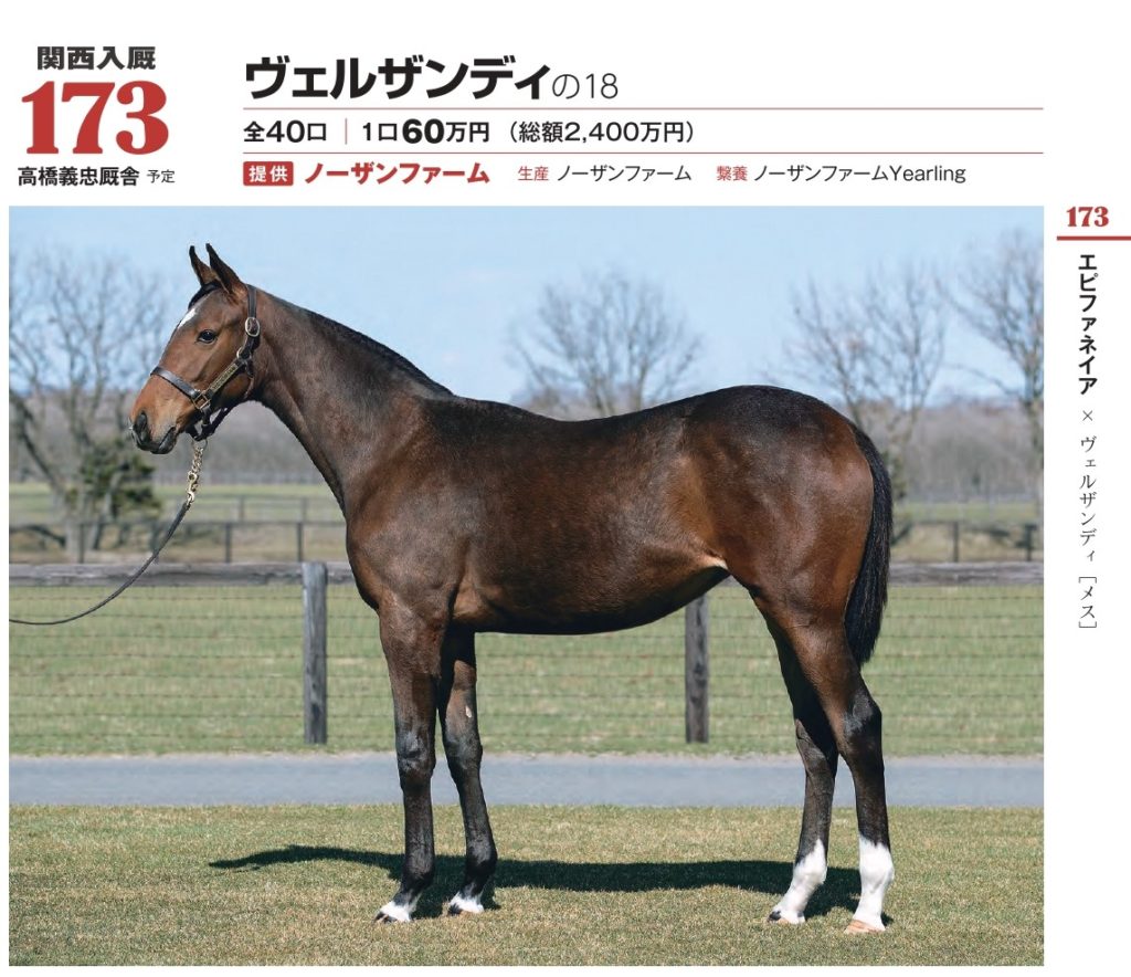 この馬体はアカン サンデーサラブレッドクラブ19年募集馬 相馬の梁山泊 トンボの眼鏡のブログ