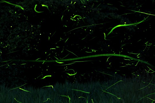 15 関西ホタルイベント まとめ 関西の親子で楽しめるイベント ワークショップ