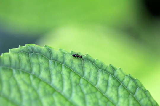 葉の上を歩く蟻