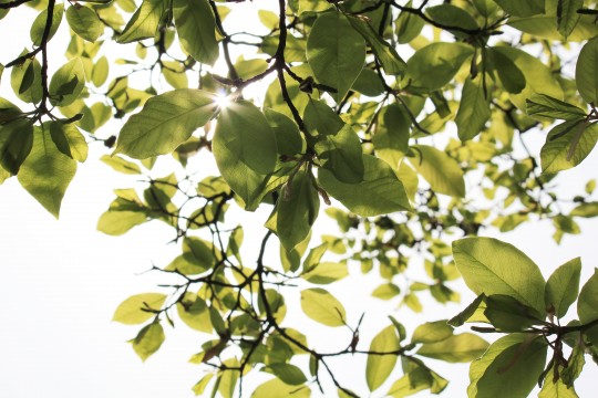 新緑と木漏れ日2