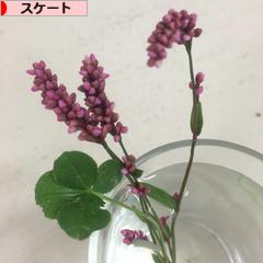 にほんブログ村 その他スポーツブログ スケート・フィギュアスケートへ