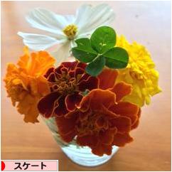 にほんブログ村 その他スポーツブログ スケート・フィギュアスケートへ