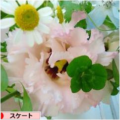 にほんブログ村 その他スポーツブログ スケート・フィギュアスケートへ