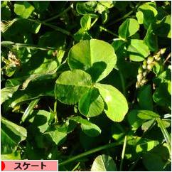 にほんブログ村 その他スポーツブログ スケート・フィギュアスケートへ