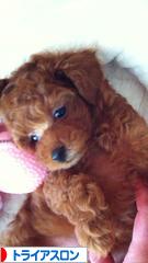 にほんブログ村 その他スポーツブログ トライアスロンへ