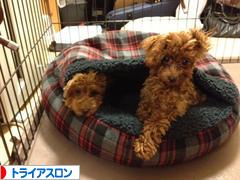 にほんブログ村 その他スポーツブログ トライアスロンへ