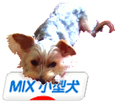 にほんブログ村 犬ブログ MIX小型犬へ