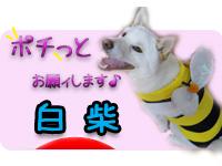 にほんブログ村 犬ブログ 白柴犬へ