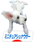 にほんブログ村 犬ブログ ミニチュアシュナウザーへ