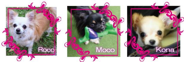 愛犬　Roco・Moco・Kona