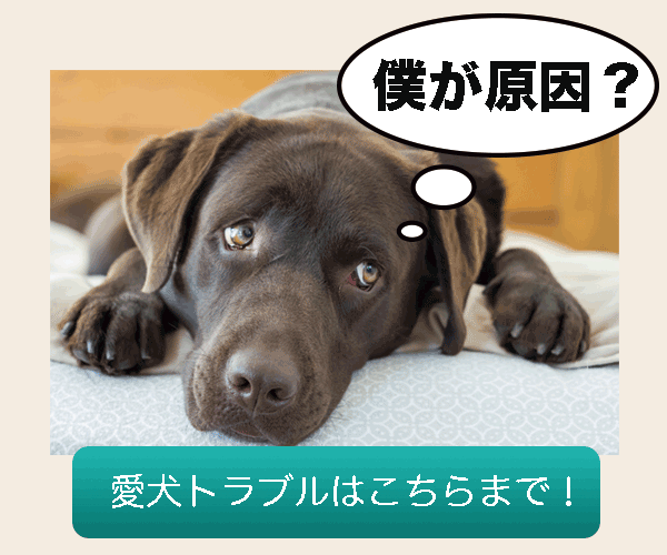 犬には鼻くそがない 目指せ アレルギーでも愛犬家