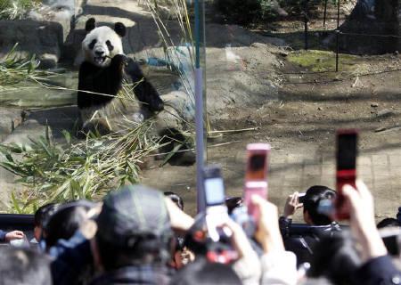 上野動物園で3年ぶりパンダ公開、被災者は10日まで無料
