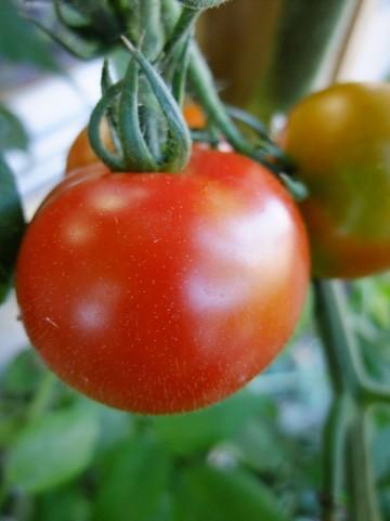 生トマトはNG？花粉症を悪化させる「意外な食べ物」12個