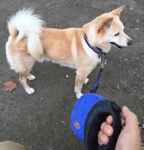 【犬】収縮リードの使いかたと危険性