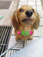 モカ