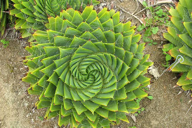 Difference Between Monocots and Dicots |.