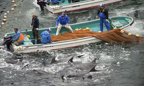 Annual dolphin hunt in Taiji