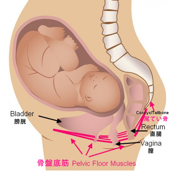 尾骨の痛みq A あおぞら整骨院のブログ