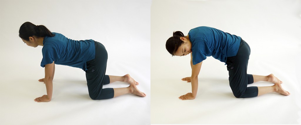 キャットバック3