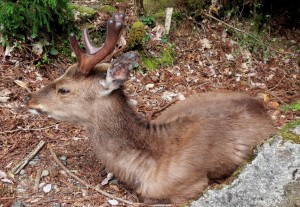 屋久鹿