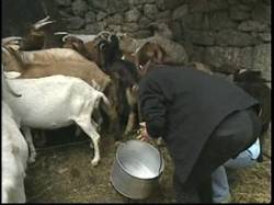 Furuseeri020 Furuseeri020