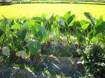 趣味の園芸 サトイモの育て方 栽培方法 地植え プランターも Age4848のブログ