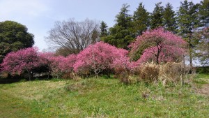 古河公方公園の桃林