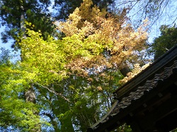 紅葉、とほ宿かんばん 005