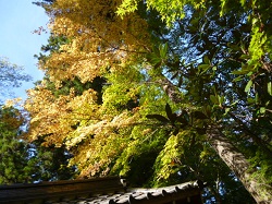 紅葉、とほ宿かんばん 007