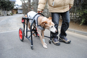 005 大きめミックス マジャー君 犬の車椅子4輪 旧 Tadatomo工房