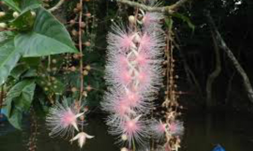 サガリバナ 西表島や石垣島で一夜だけ咲く幻の花の時期がやってきた 台湾暮らしのwebマガジン 島島島