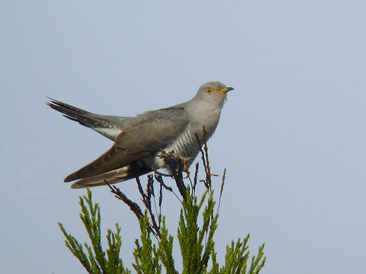 クリックすると新しいウィンドウで開きます