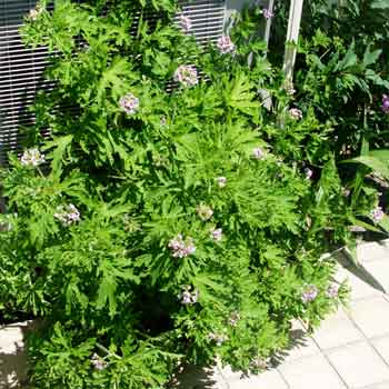 虫除けハーブ 庭の手入れ 剪定を教える植木屋 大阪 柏原 八尾 大坪造園 植木屋さんの料金破壊 大阪 奈良