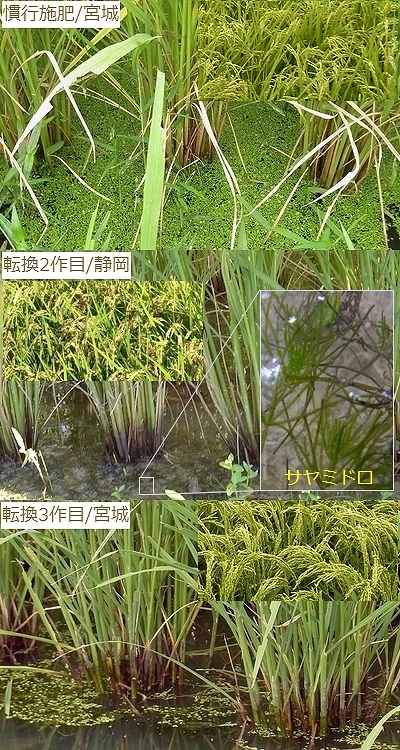 転換2作目、3作目のイネ