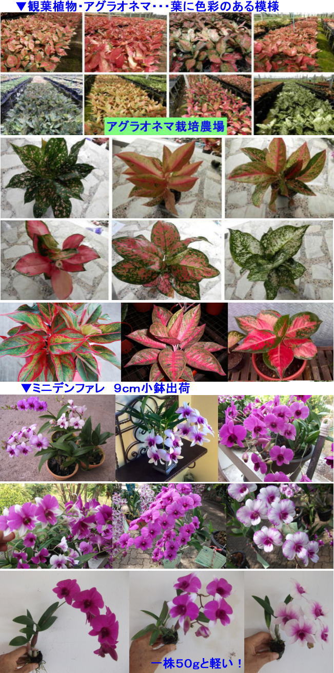 Imageall01_2