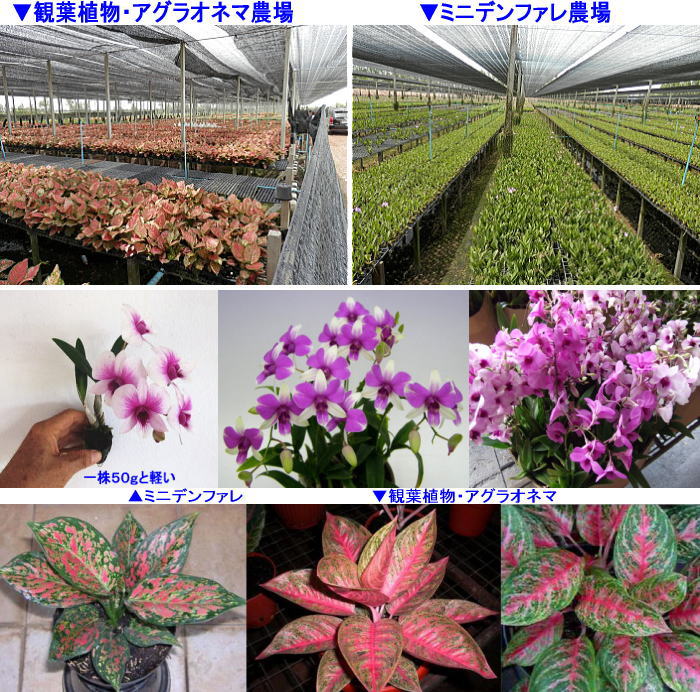 Imageblogall