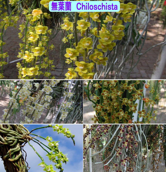 Ochiloschista_4