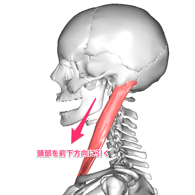 「胸鎖乳突筋」の画像検索結果