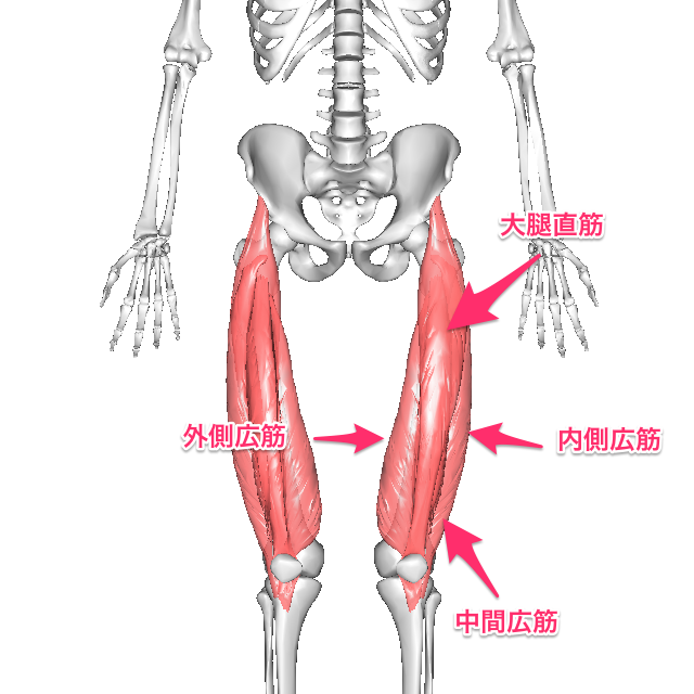 「大腿四頭筋」の画像検索結果