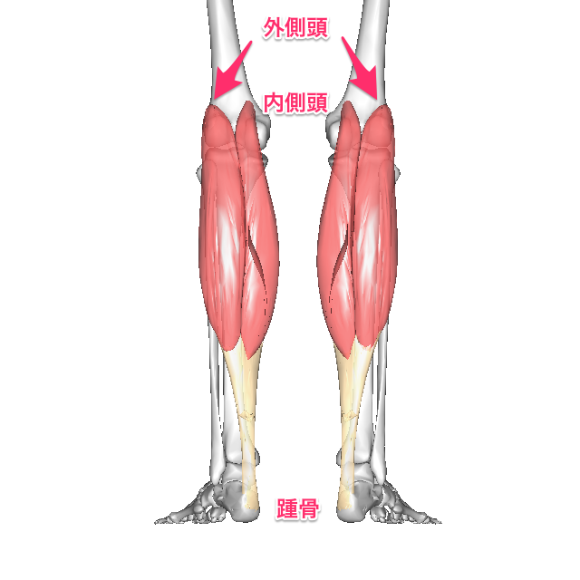 「腓腹筋」の画像検索結果