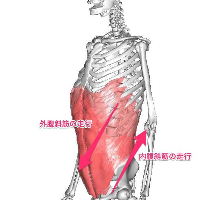 「腹斜筋」の画像検索結果