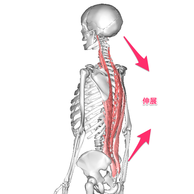 「脊柱起立筋」の画像検索結果
