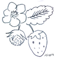 アイコン(twitter)のフリー素材:北欧風の鉛筆画のイチゴと花のイラスト;200×200pix 