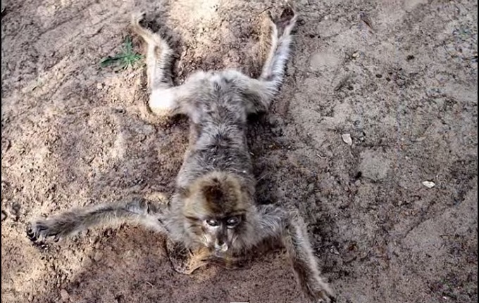 【海外】ミイラ化した動物園 ― 人間だけではない、紛争地区の悲しい光景＝ガザ地区（画像あり）　