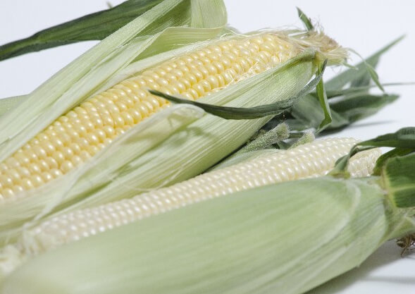 ホワイトコーンととうもろこし