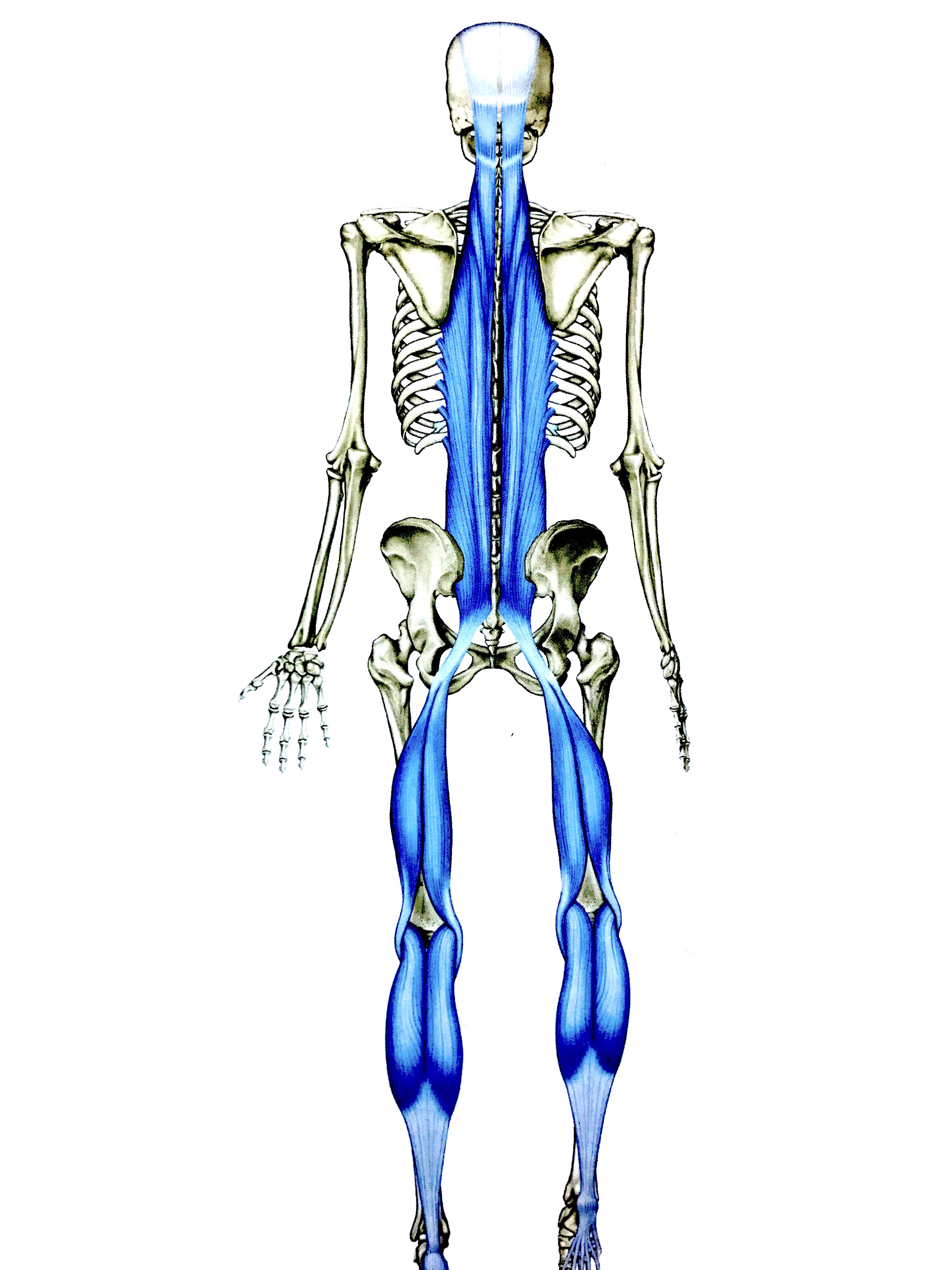 「アナトミートレイン」の画像検索結果