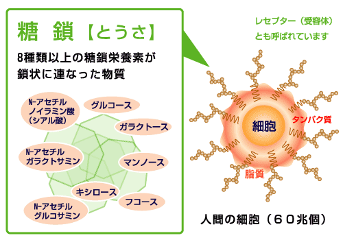 単糖を構成する糖鎖