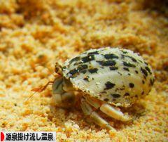 にほんブログ村 旅行ブログ 源泉掛け流し温泉へ
