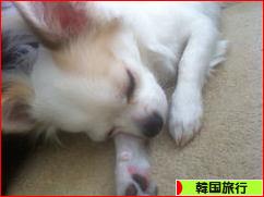 にほんブログ村 旅行ブログ 韓国旅行へ