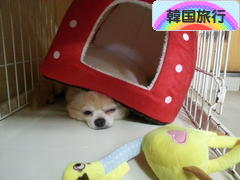 にほんブログ村 旅行ブログ 韓国旅行へ